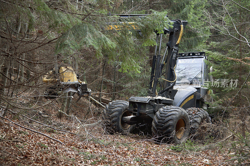 森林里的Feller buncher